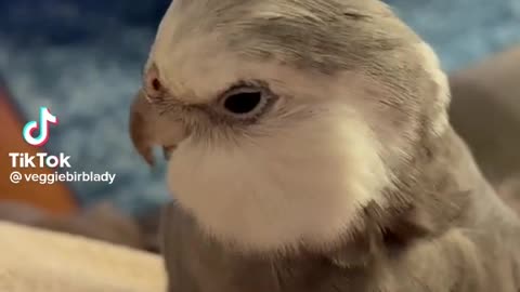 Funny bird