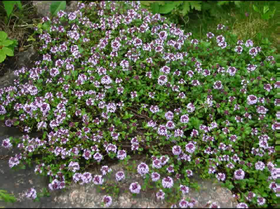 Serpão ( Thymus serpyllum ) serve para dor reumática e artrite