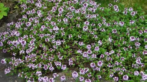 Serpão ( Thymus serpyllum ) serve para dor reumática e artrite