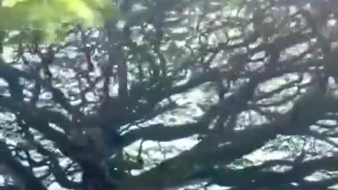 Massive tree over a cemetery.