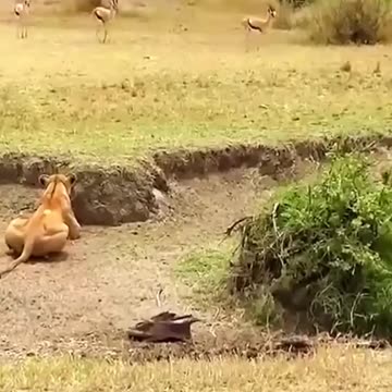 Ambush For Hunting|کمین برای شکار