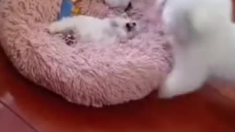 cute cat | cat fun | cute cat funny video | cat video