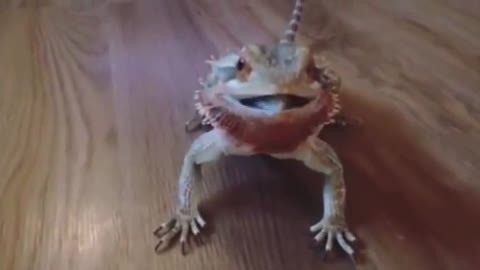 Bearded Dragon goes absolutely crazy for Blueberries