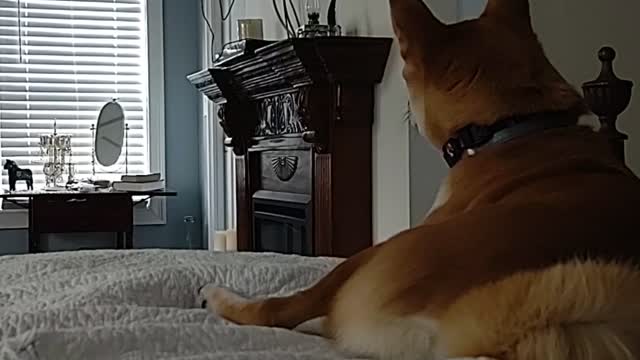 Jasper The Shiba Inu - Watching Home Videos On TV