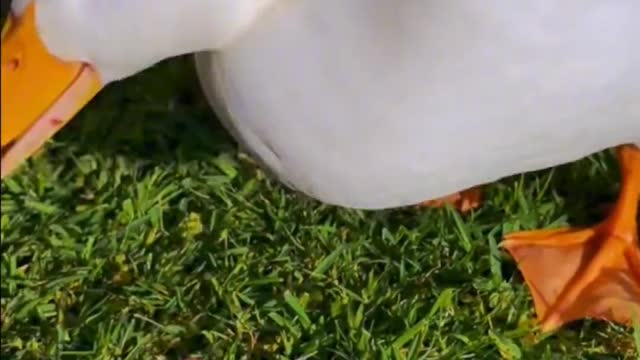 The cow's baby leaned close to its mother in a sweet scene