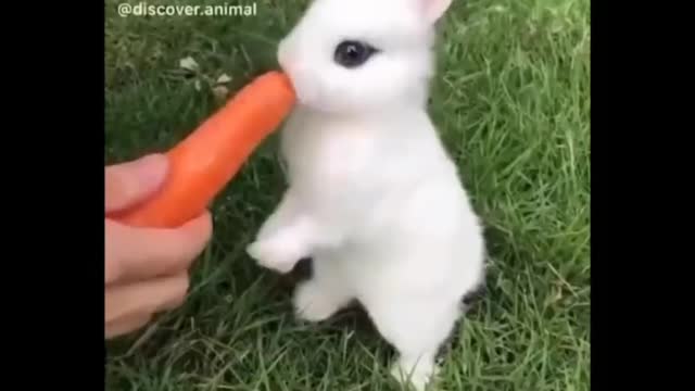 Cuteness sequence