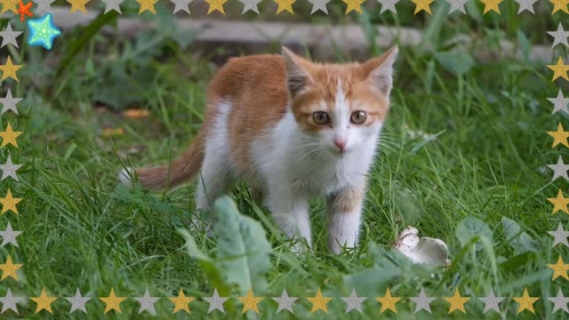 ANIMAL ⭐ SMART CAT 😺 FUNNY VIDEO