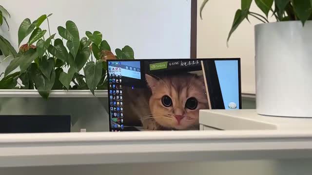 Get up and look at new wallpaper