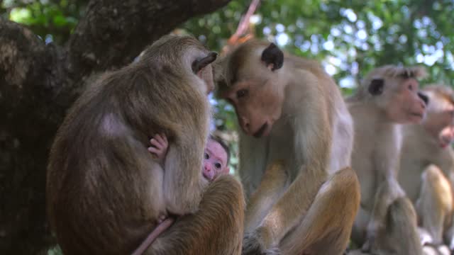 Mother and baby monkey hanging out