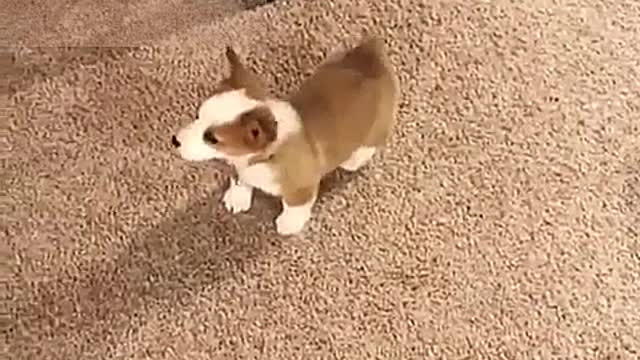 I will not beat you again