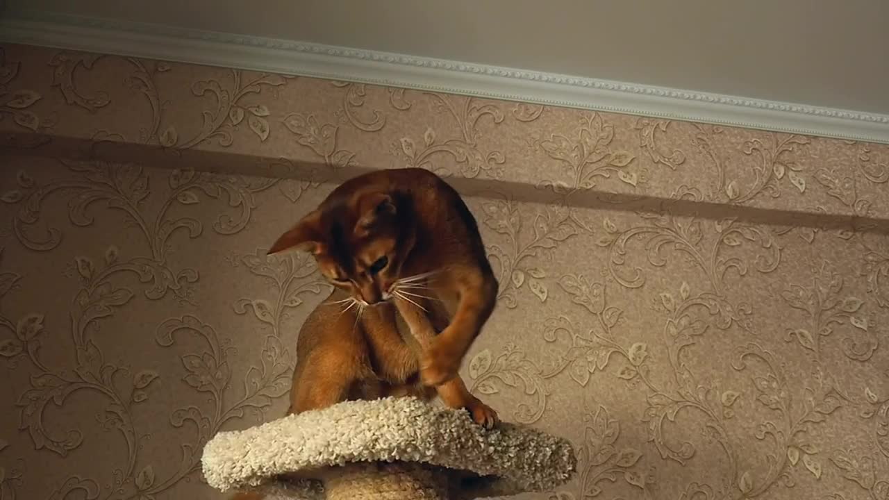 Kitten playing with a ball at home