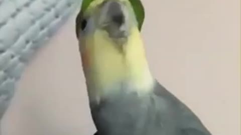 Bird singin