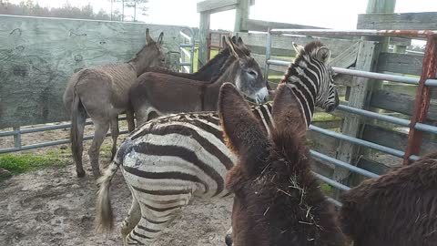 Zebra to breed jennys! Zedonks in our future