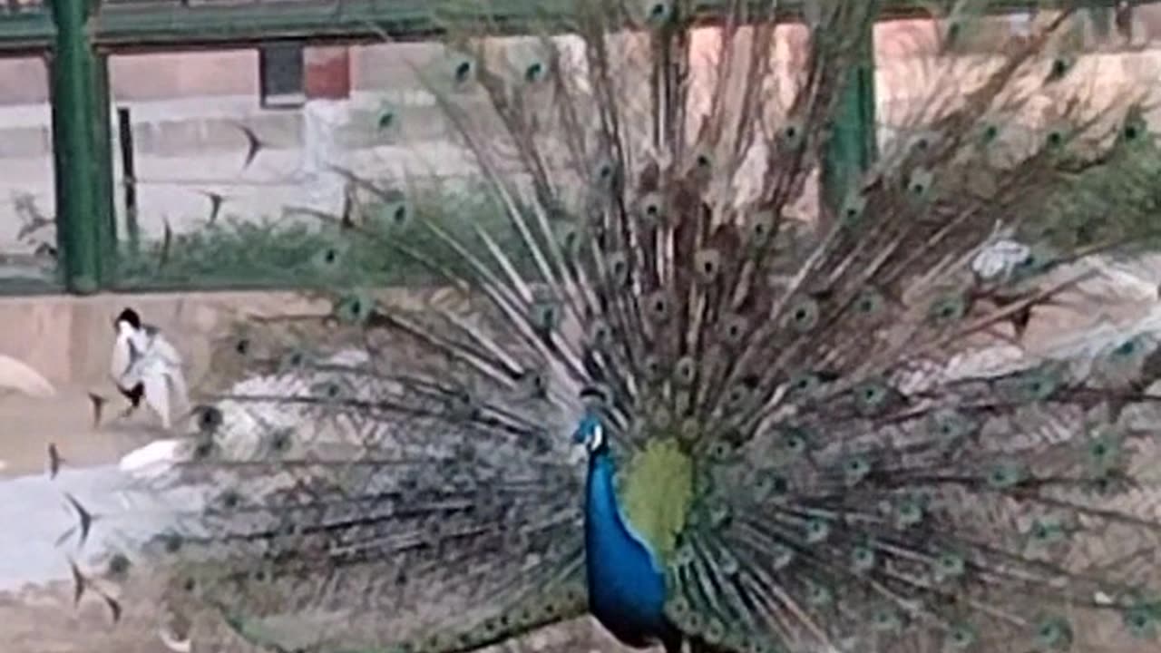 Peacock dance amazing view