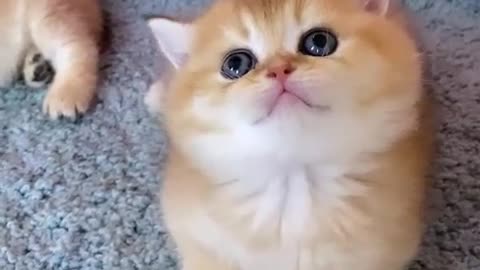 So Cute Cat😻😻 #shorts #cats