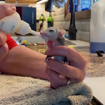 Feeding a baby opossum