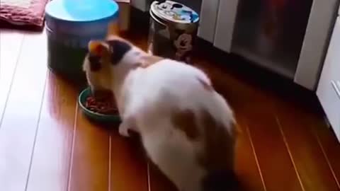 Cat 😸🐈 funny moment video shoot 😂