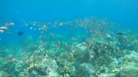 Beautiful, tropical fish at Kona Harbor Hawaii! 🤙🤙🐠🐠