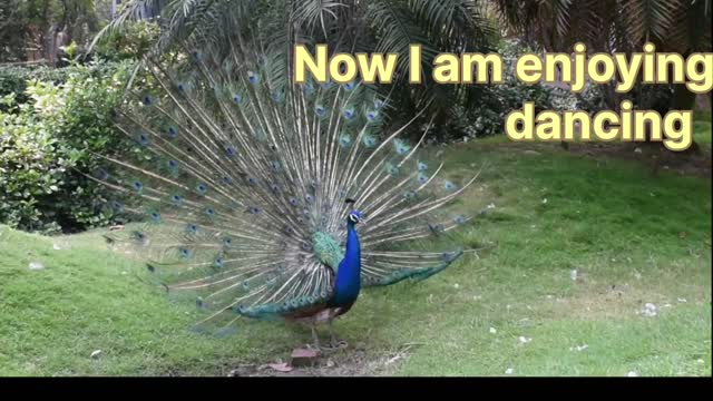 Peacock is dancing