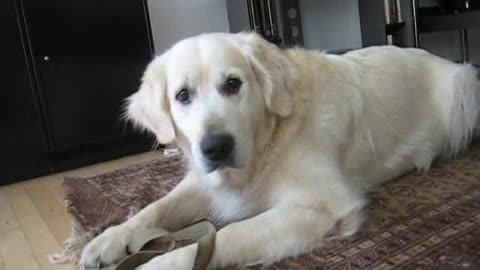 Silly "dangerous" Golden Retriever growls