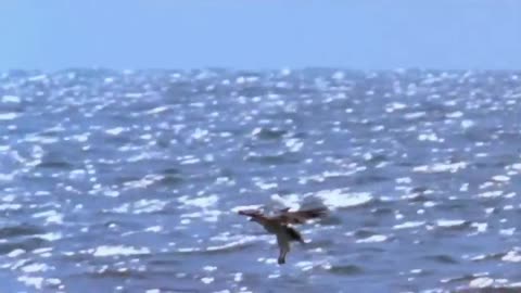 why can shark 🦈 hunt eagle 🦅 flying? amazing video