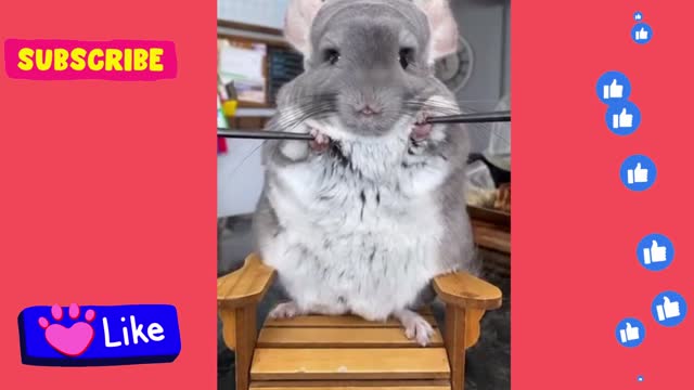 FUNNY VIDEO: THE FIT MOUSE