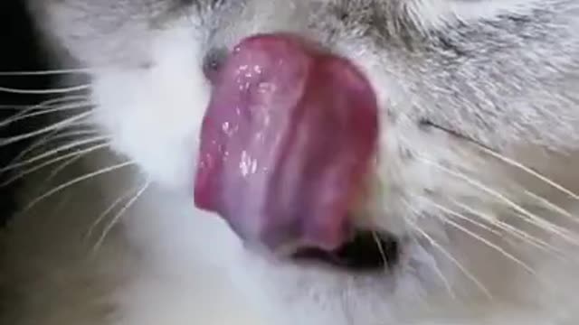 Cute Cats and Funny Animals Compilation 😹 Try Not To Laugh Challenge 💚 Cute Cat Land