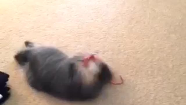 Kitty's first christmas. lol.