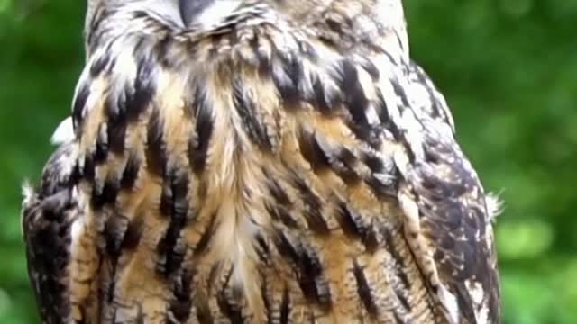 Eurasian Eagle Owl