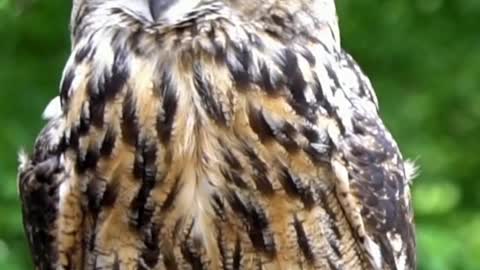 Eurasian Eagle Owl