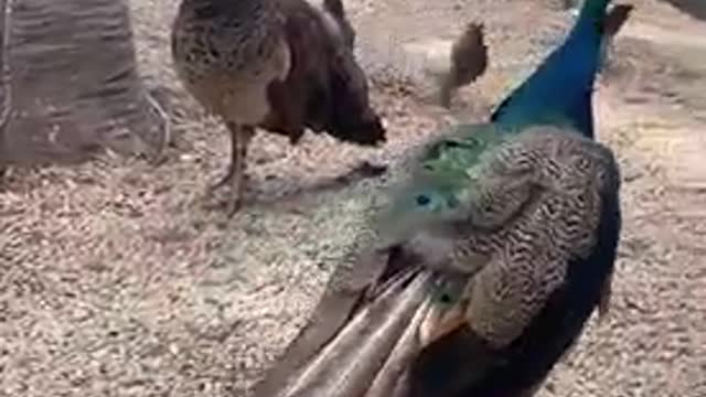 Two peacocks are competing in beauty