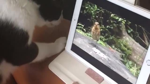 Black and white cat trying to catch bird on ipad