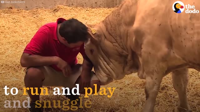 Rescued Bull Gets His First Bed