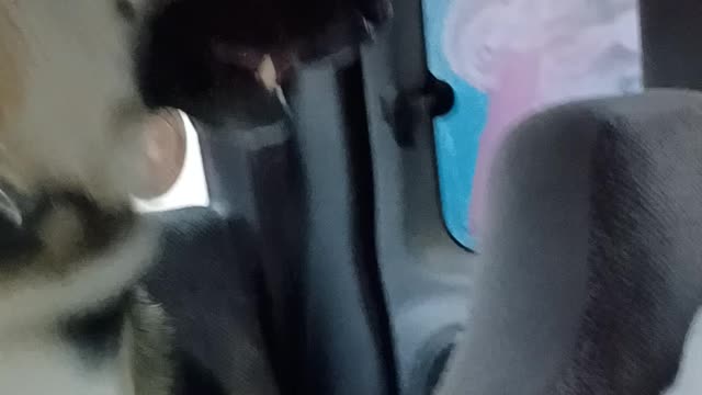 Buddy's visit to the Dairy Queen drive-thru