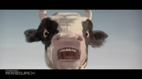 Cow funny video
