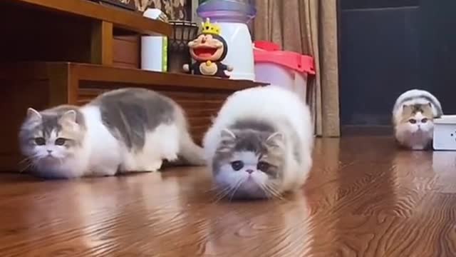 Original sound - Funny