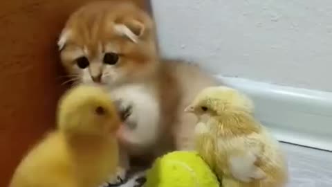 Duck and cat fight 🐱😂