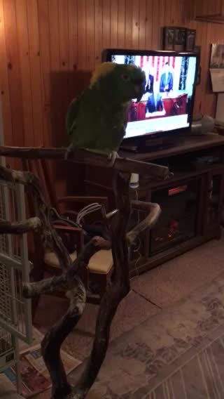 Max the Yellow Naped Amazon says `NO` to President Trump