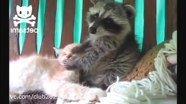 Funny Raccoon Gets and Cat!