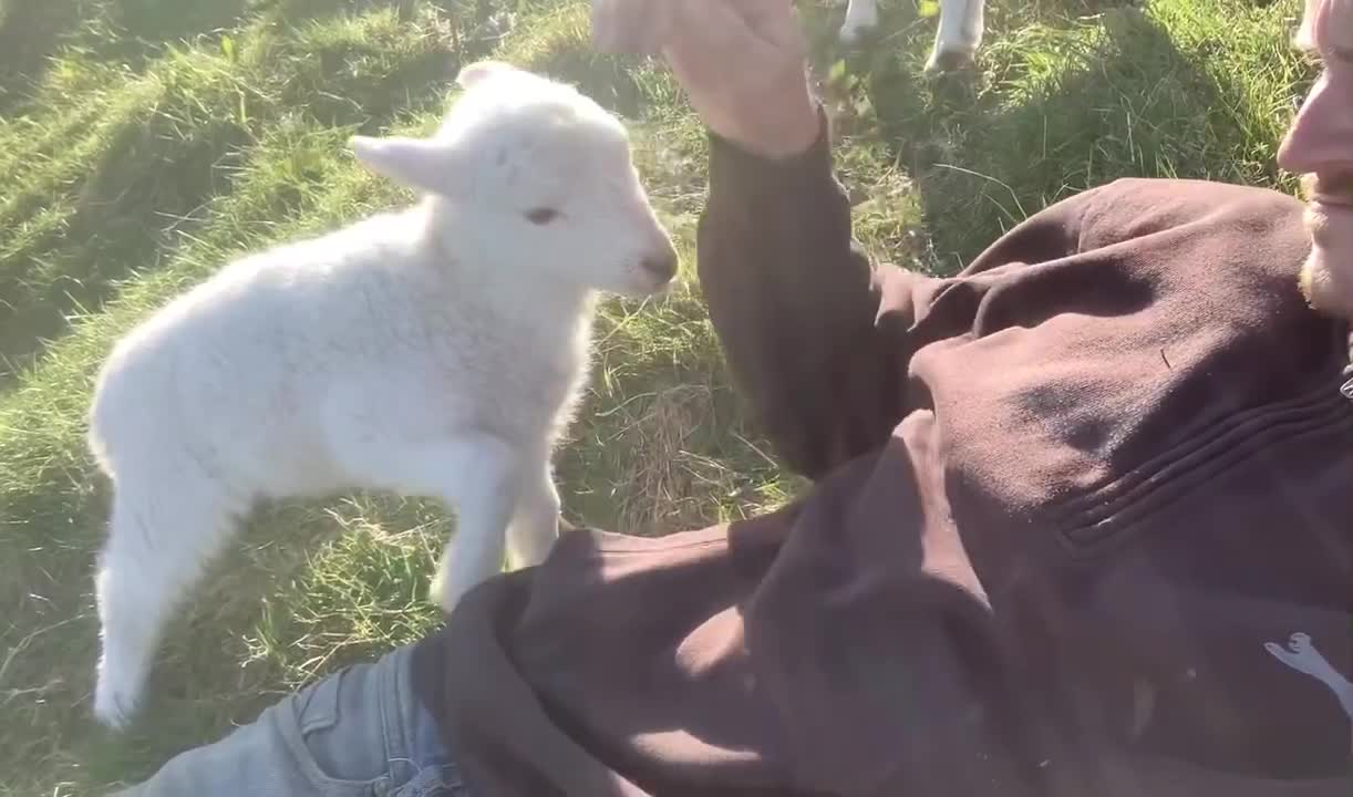 Little lamb needs attention