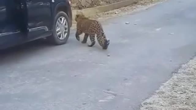 Leopard in Public - Dangerous Wild Animal