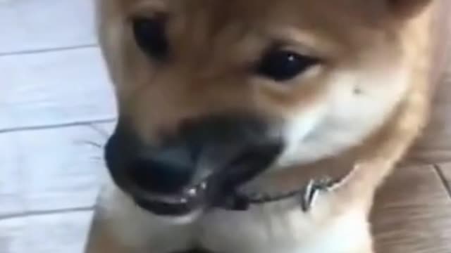 Cute Shiba Inu Eats Watermelon - Best Dog Video 2021 - LAUGH with Dog's Life