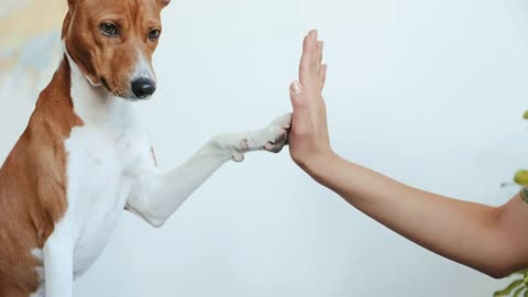 focus on cute concentrated basenji dog is trained by his owner to play with paws and give high five