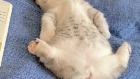 Funny cat enjoy sleeping