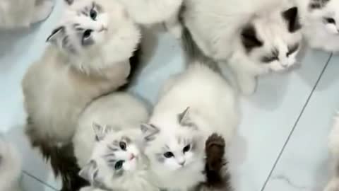 Wow,so many cats🥰