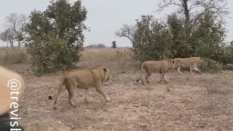 Full Video of Hyena Faction Saving Companion from Epic Lion Assault