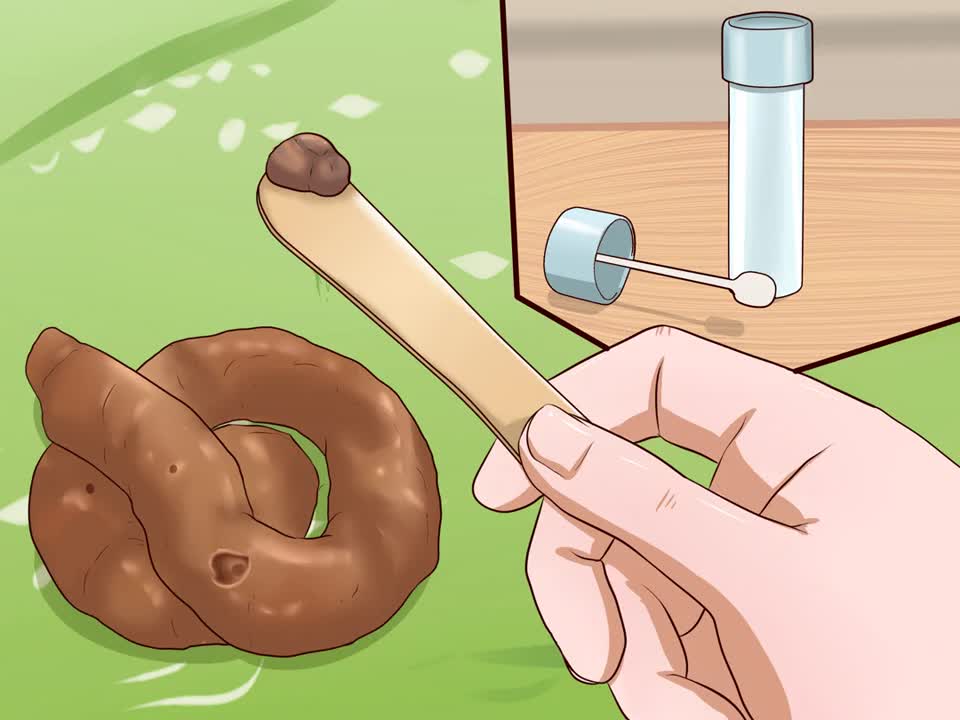 How to Identify Different Dog Worms