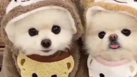 Funny and Cute Cats Videos #170 │ Gadis Sekarwangi