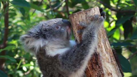 Koala's vs. Tree - Hugging