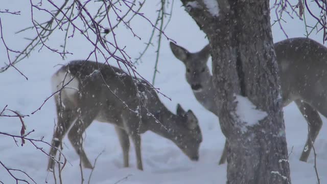 This is how roe deer survive in winter